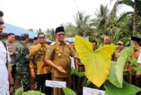 Distributor Rokok Talas di Bengkulu Utara