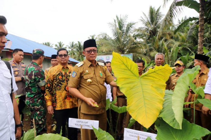 Distributor Rokok Talas di Bengkulu Utara