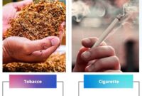 Perbedaan rokok daun talas dan rokok tembakau