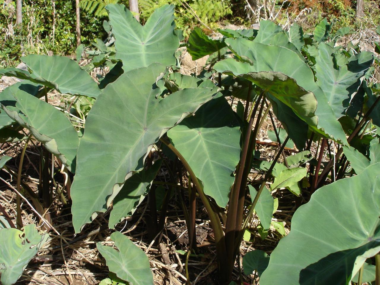 Rokok daun talas apakah aman