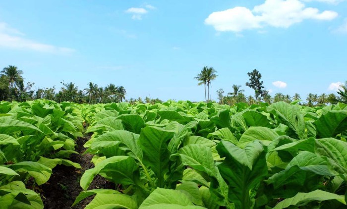 Distributor Rokok Talas di Temanggung