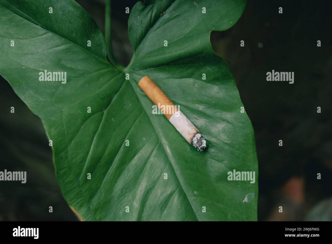 Rokok Dari Daun Talas Apakah Kena Cukai