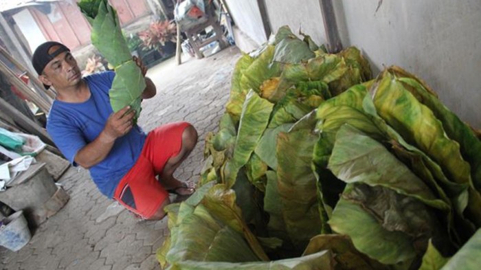 Distributor Rokok Talas di Jombang