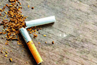 Rokok Dari Daun Talas Apakah Kena Cukai