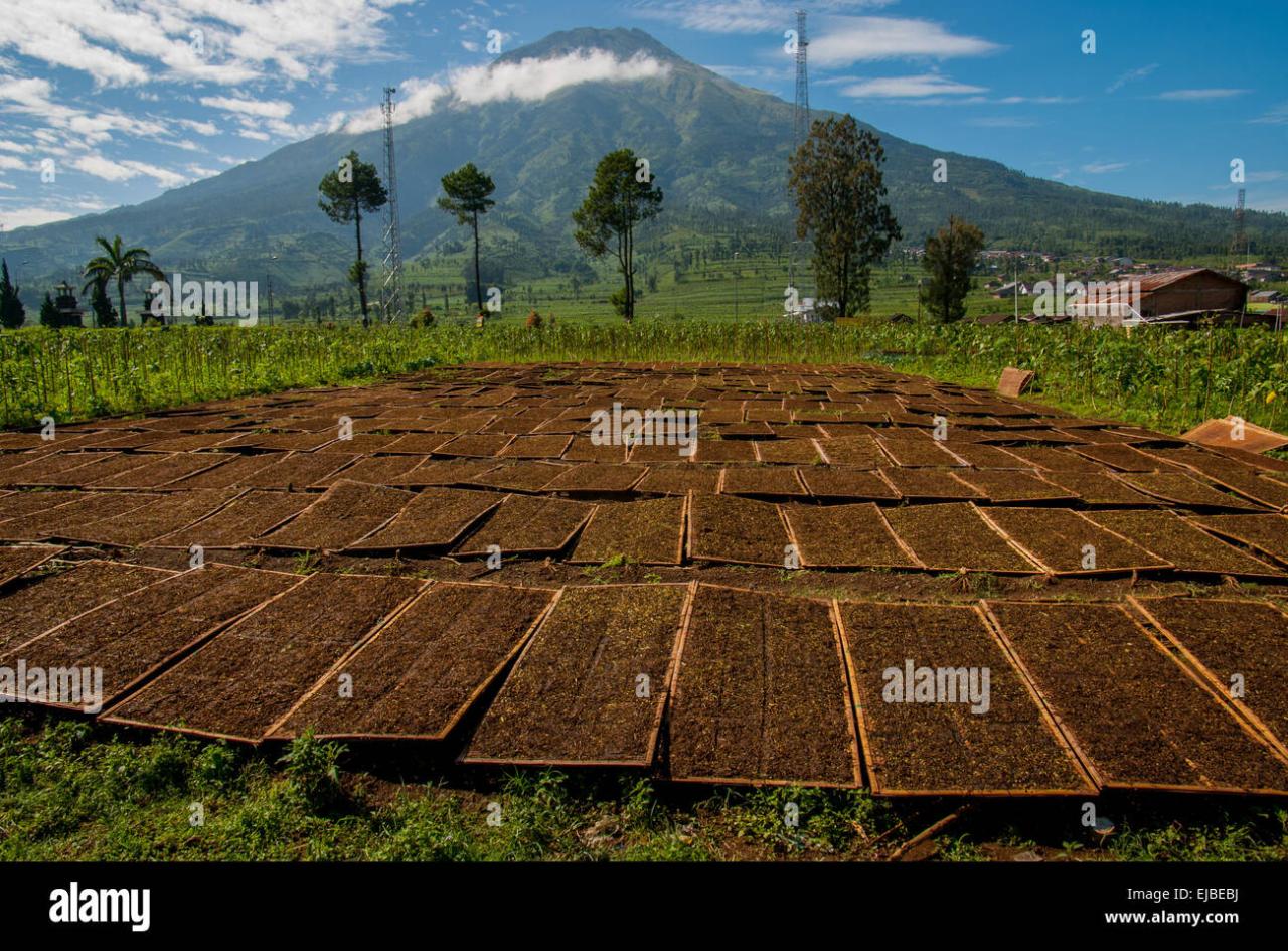 Produsen Rokok Murah di Temanggung